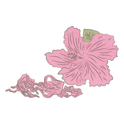 Hibiskus